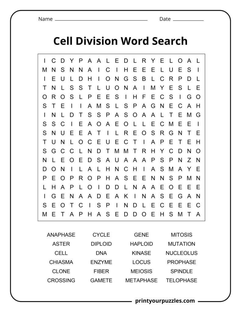 Medium cell division word search printable with 24 biology vocabulary terms in a clear, student-friendly grid.